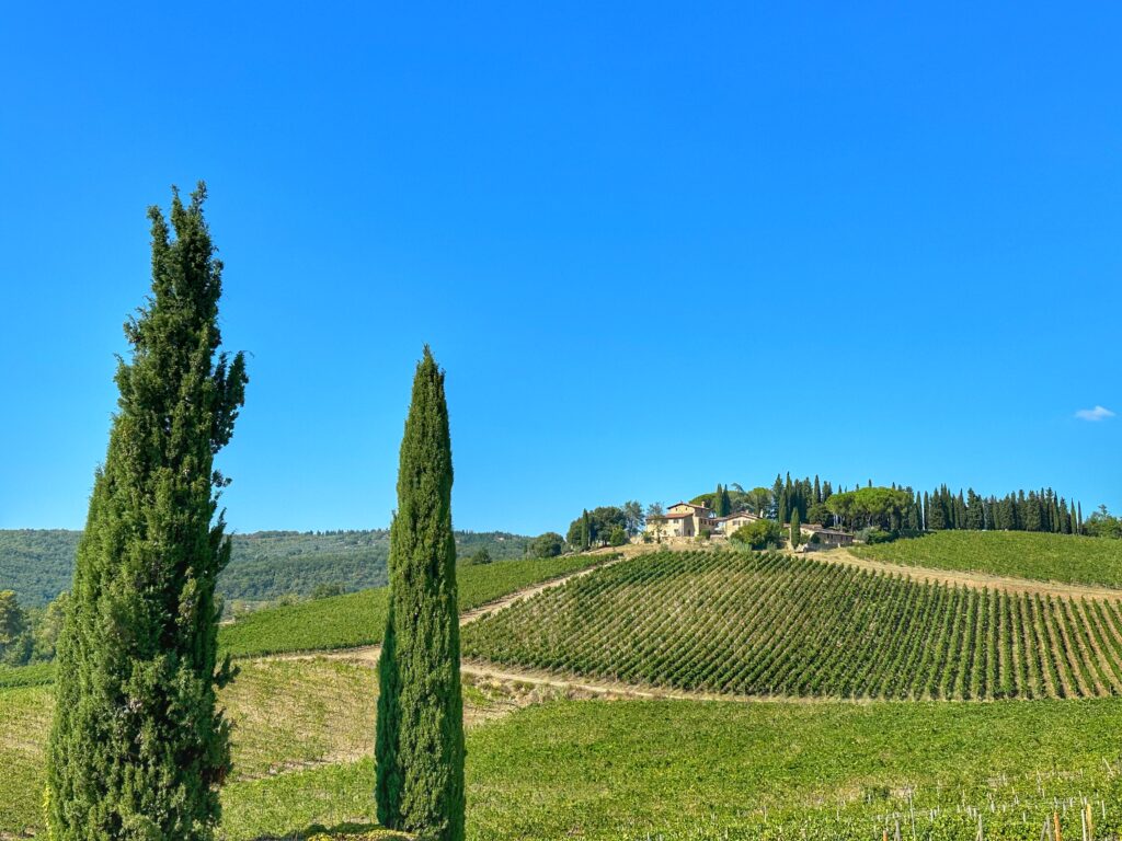 Scenic Chianti Classico vineyard at sunset viewed through the van window on the return to Florence during the Tuscany Uncorked wine tour.