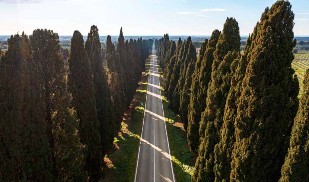 On our Bolgheri private wine tours you can visit the famous Viale dei Cipressi