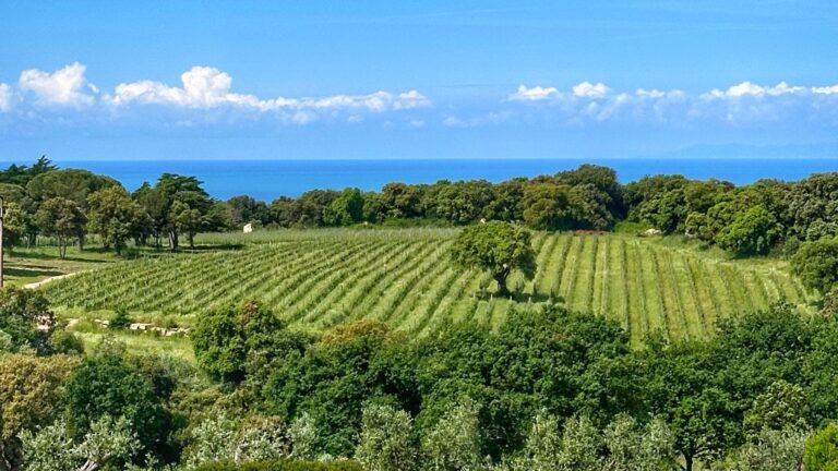 Tuscany vineyard tours with a view