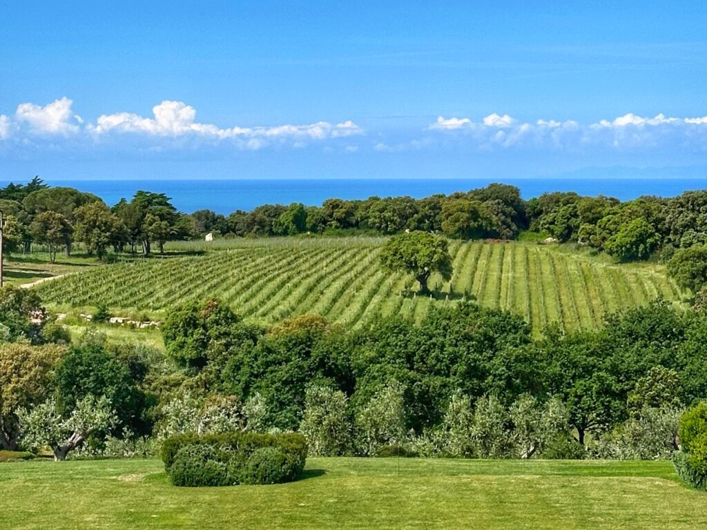 Bolgheri vineyard with the Tyrrhenian Sea in the background on a breezy July afternoon.