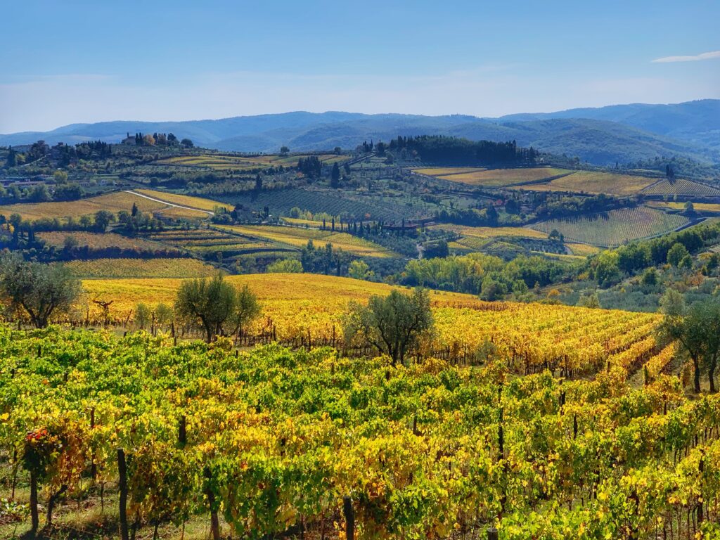 Golden autumn vineyard in Chianti Classico, Tuscany. Rows of Sangiovese under soft light. What is the best month to visit Tuscany?