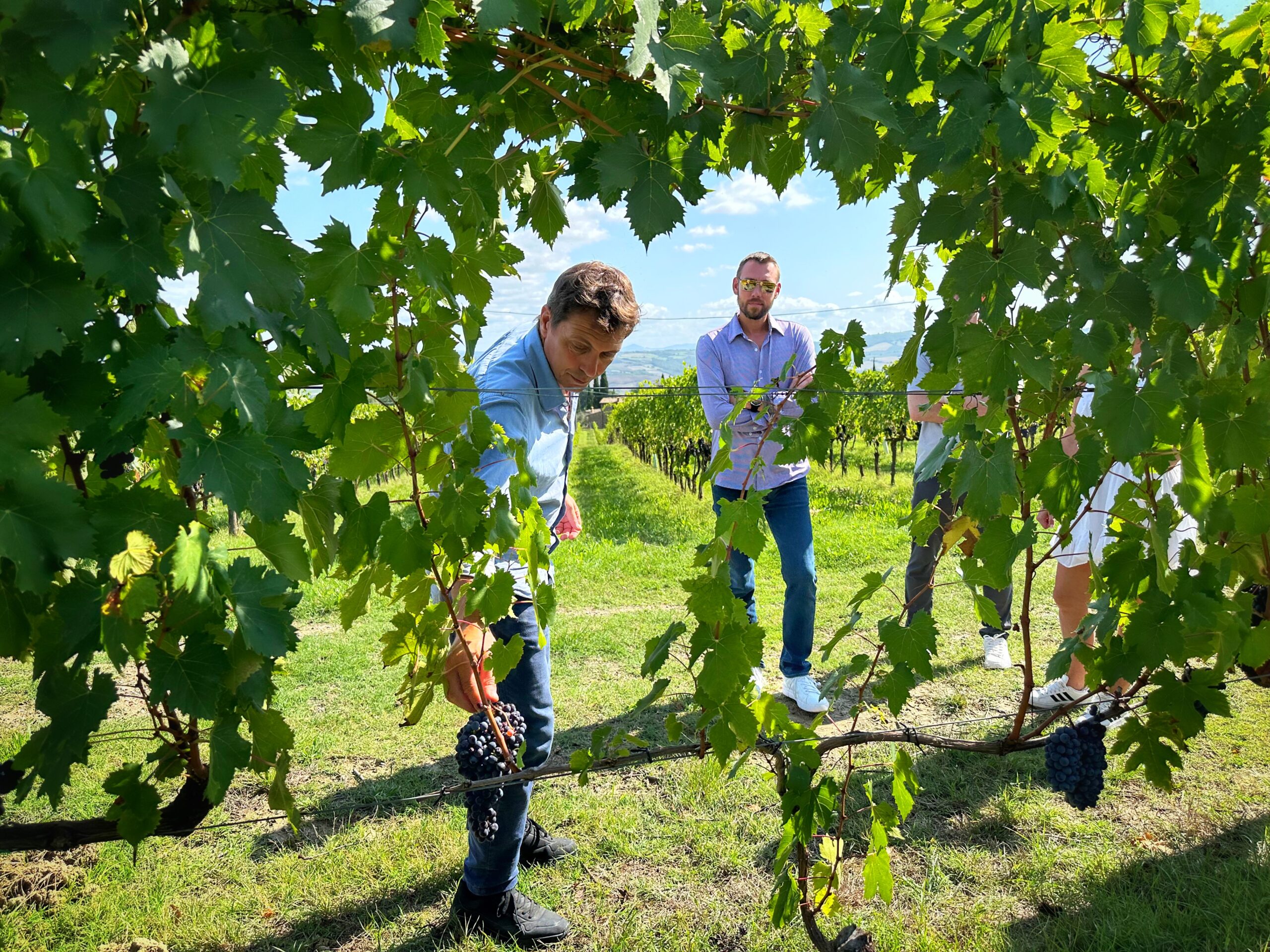 Tasting grapes directly from the vineyard in Tuscany