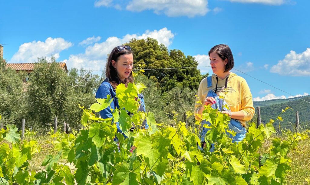 Scenic road through the Tuscan countryside, introducing the difference between a private driver and a guided wine tour in Tuscany.